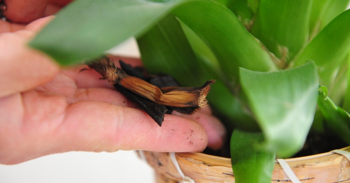 organic fertilizer