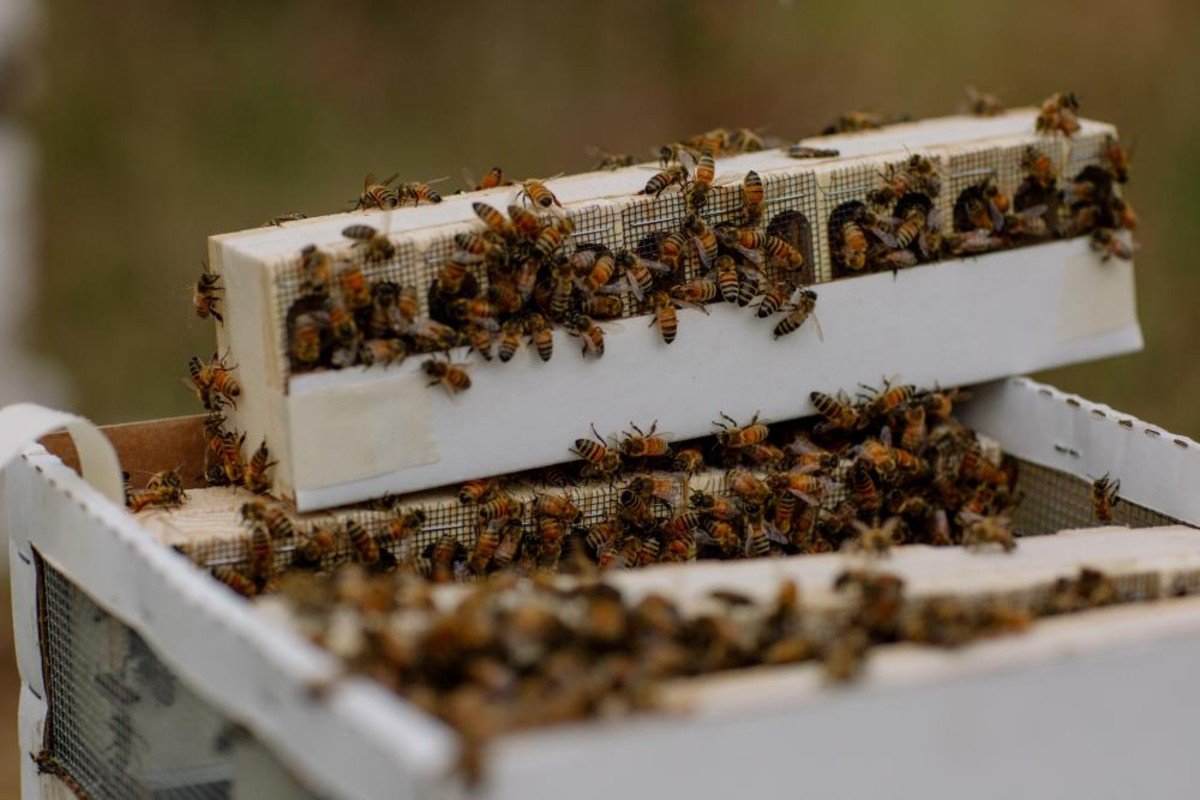 The World's Obsession With Almond Milk Is Killing Bees Cook It