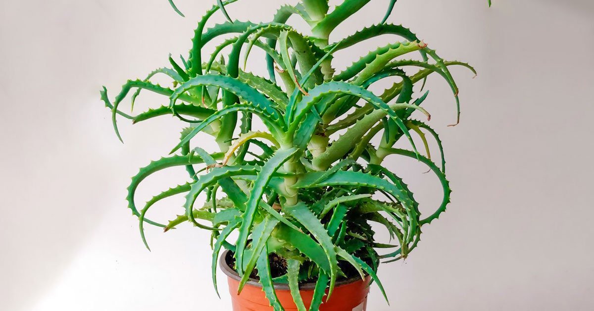 aloe vera plants