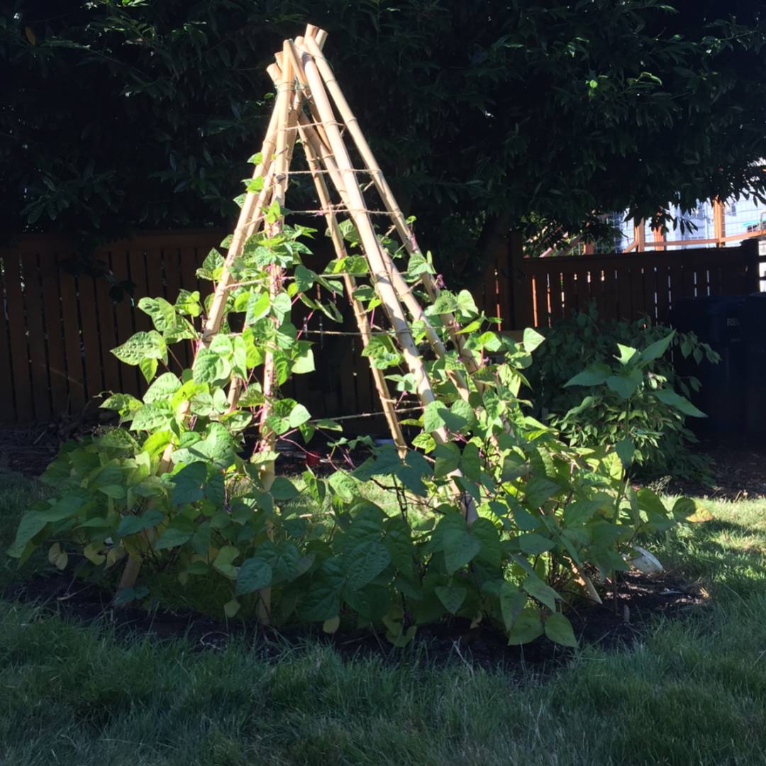 Parents Are Growing Whimsical Bean Tents for Their Kids – Cook It