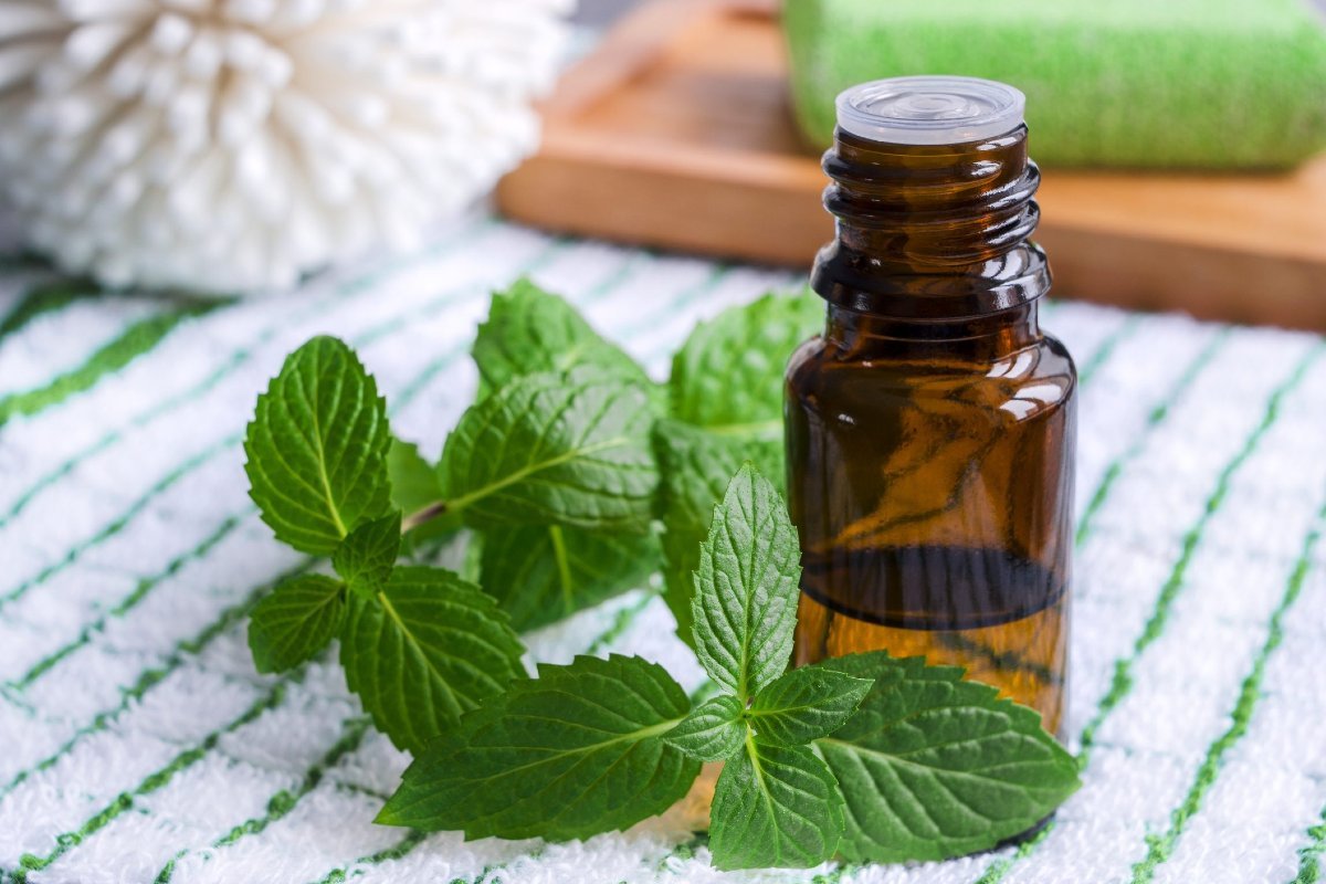 benefits-of-peppermint-oil-why-you-should-eat-it-before-meals-cook-it