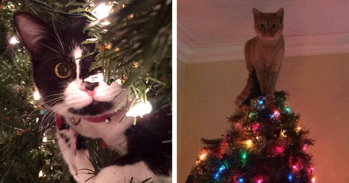 15 Cats Helping To Decorate Christmas Trees – Cook It