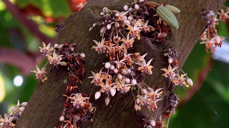 cacao tree