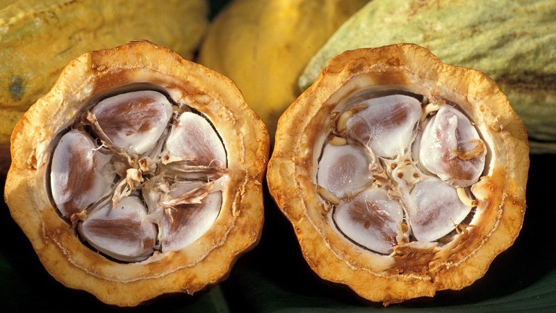 cocoa beans