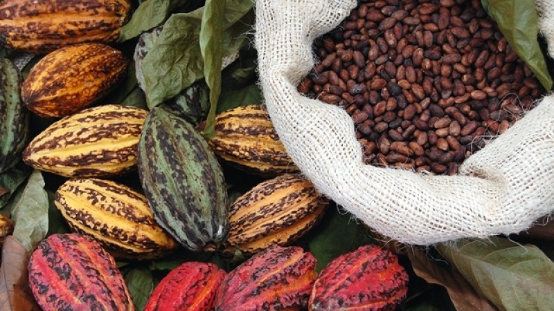 cocoa beans