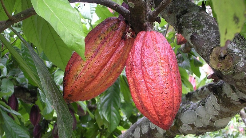 cacao tree