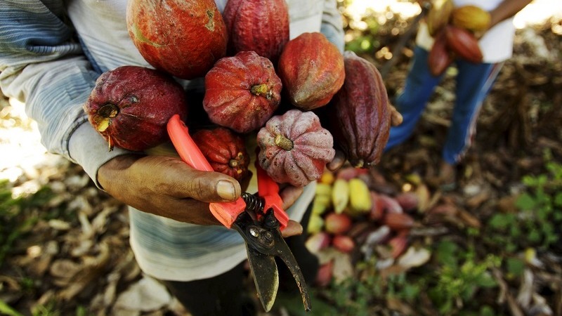 cacao tree