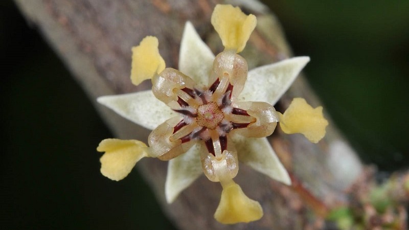 cacao tree