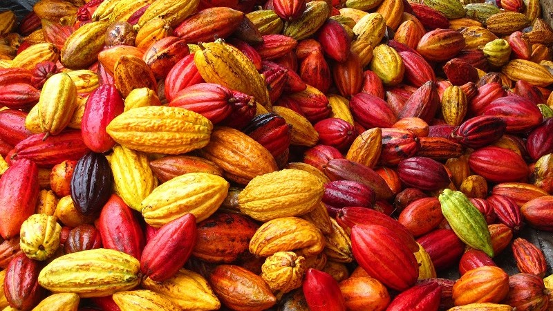 cocoa tree fruit