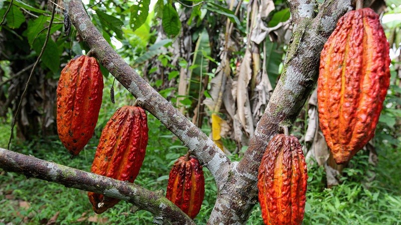 cacao tree