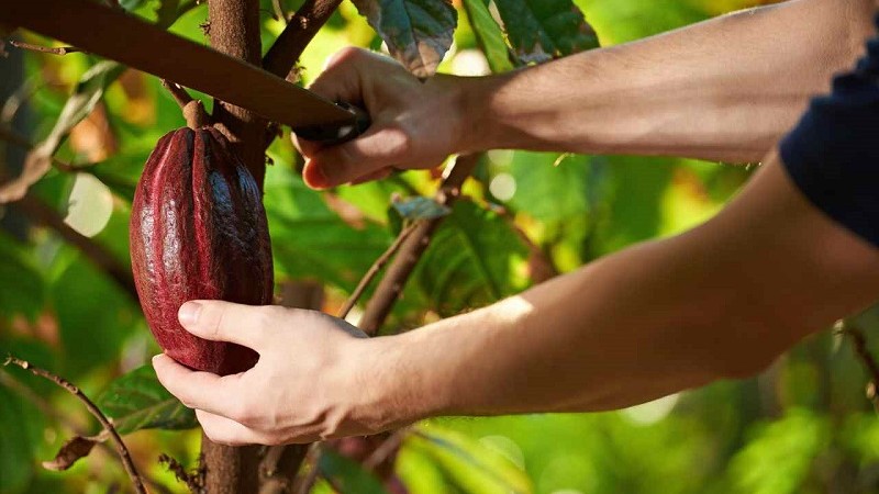 cacao tree