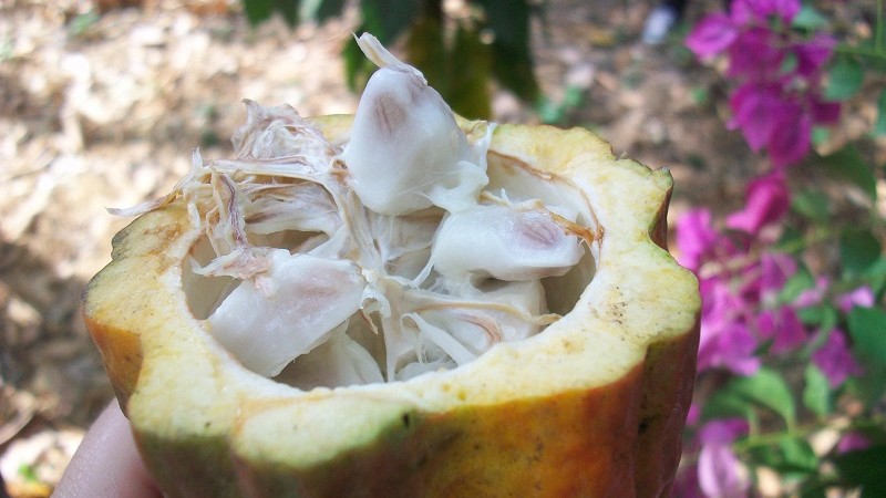 cacao tree