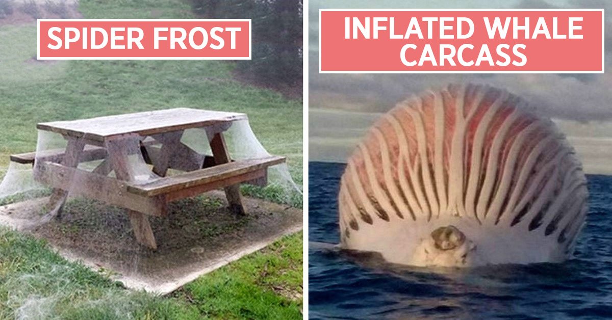 dangerous australian animals