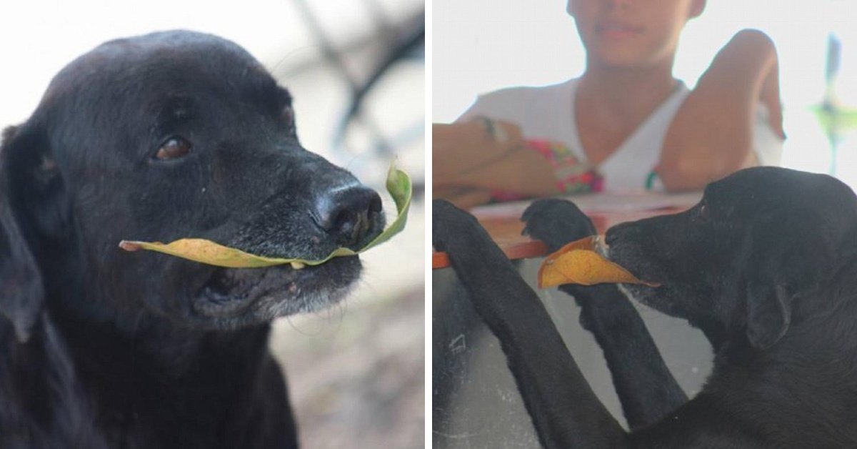 Clever Dog Buys Cookies With Leaves At The Local Store Cook It