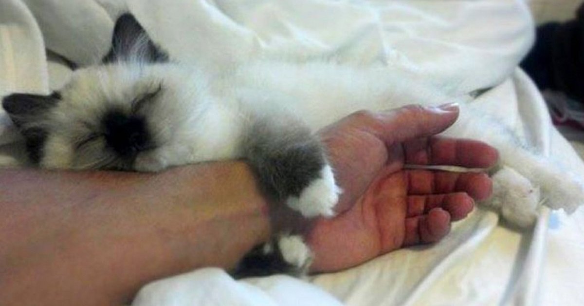 facts about cats