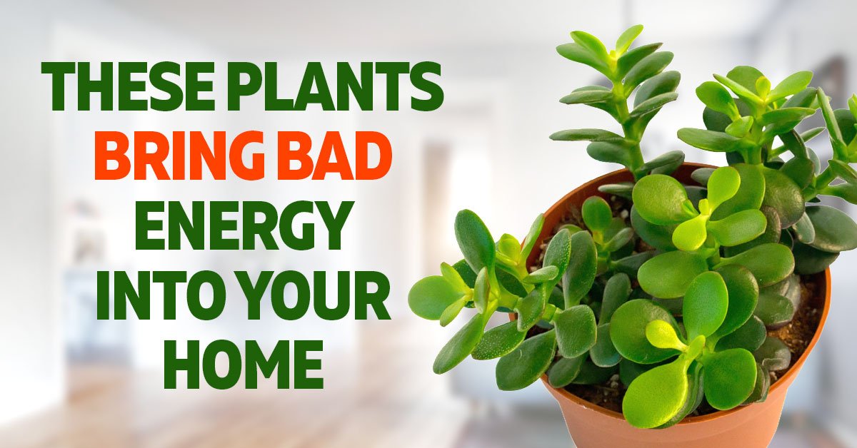 Good and Bad Feng Shui Plants. Some May Drain Your Energy