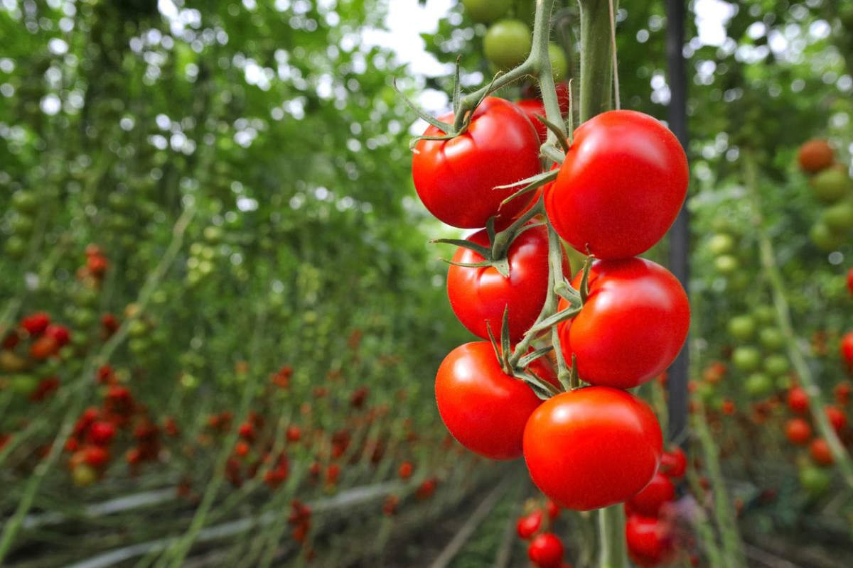 Fertilizing a Flowering Tomato Plant Cook It