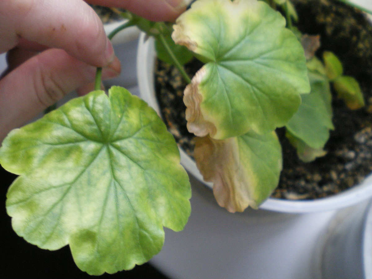 The Reason Why Geranium Leaves Turn Yellow and Dry Cook It