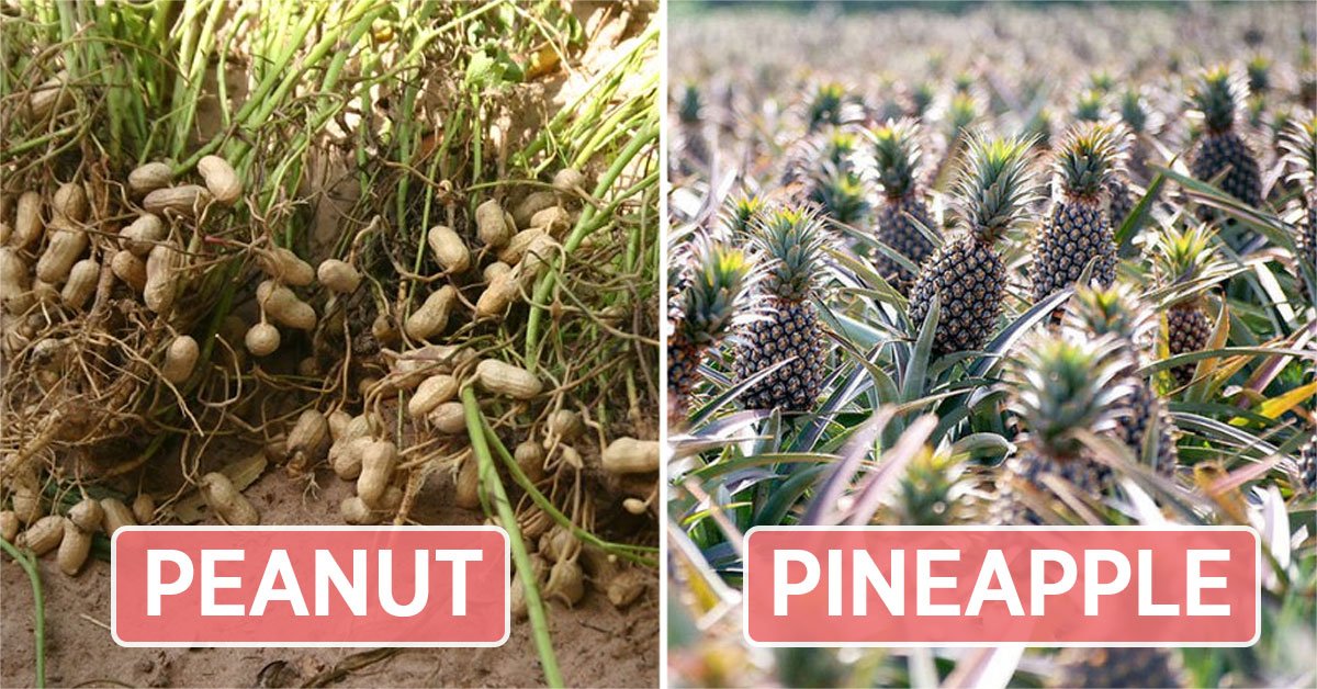 harvested foods