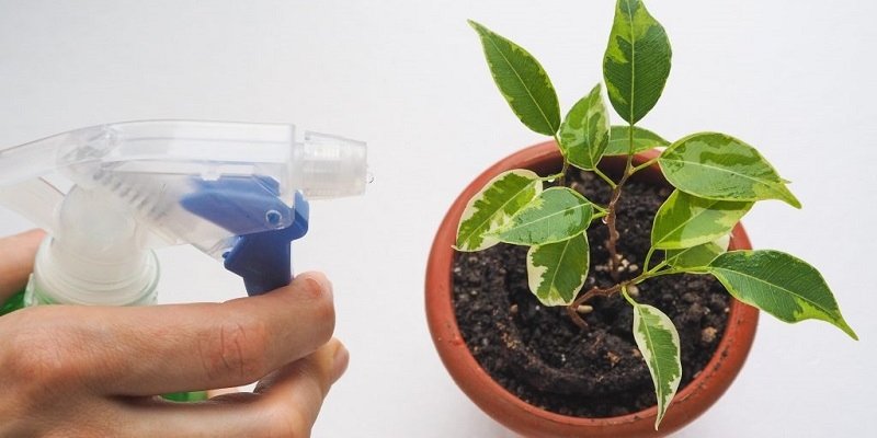 how to care for a ficus tree