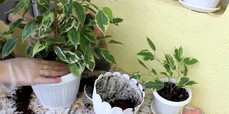 how to repot a weeping fig