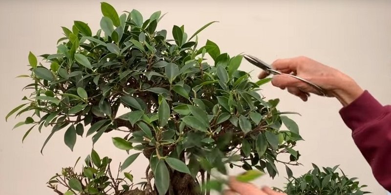 how to prune a ficus