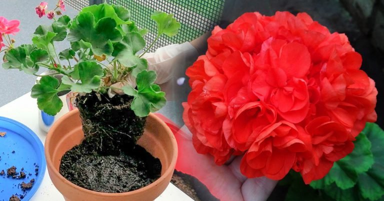 How To Care For Geraniums In Pots In The Fall Cook It