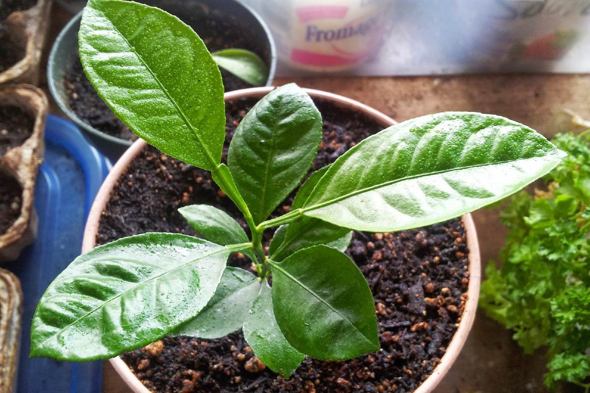 How to Grow a Lemon Tree Indoors: 6 Steps to Success – Cook It