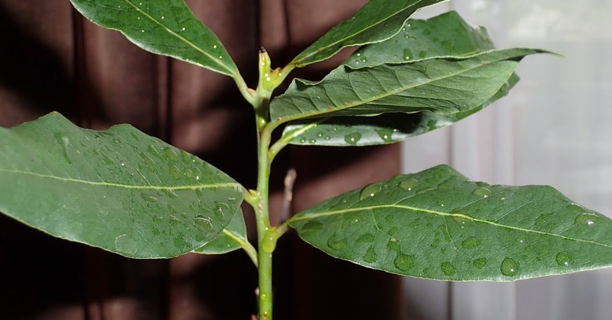 How to Grow Bay Leaves On Your Windowsill Cook It