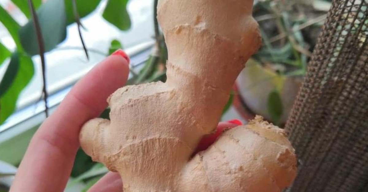 how to grow ginger