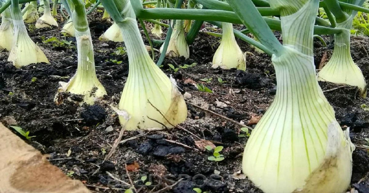 How to Grow Large Onions and Garlic Cook It