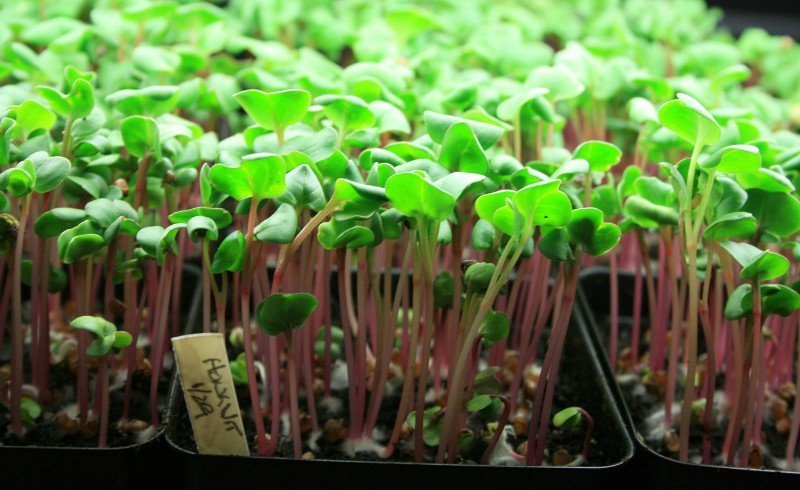 microgreens