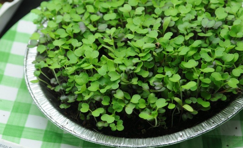 grow microgreens