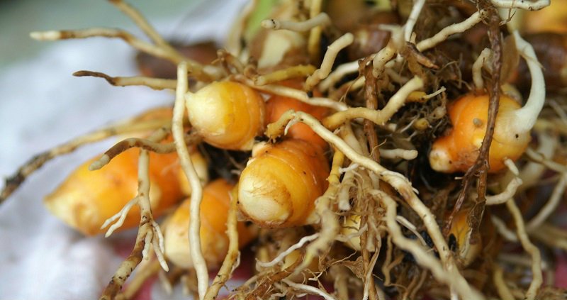 turmeric root
