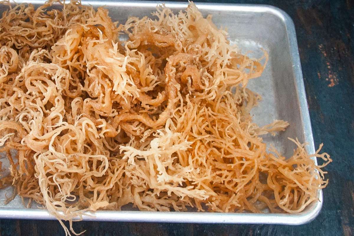 How To Make Sea Moss Gel Yourself At Home Cook It