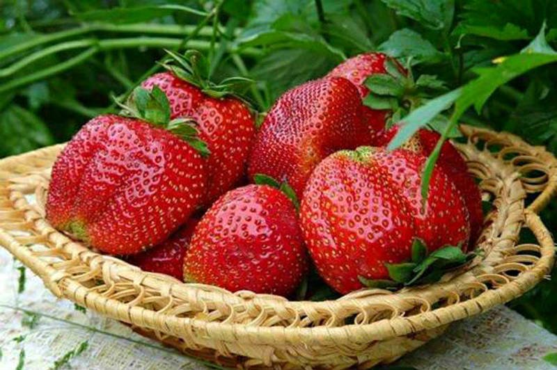 how to pick strawberries