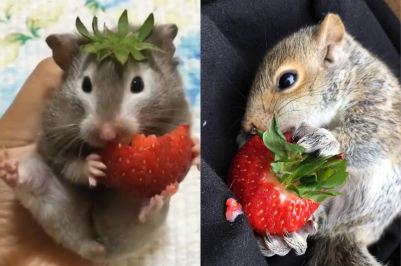 pick sweet strawberries