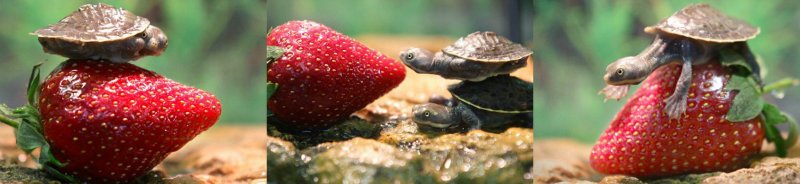 how to choose strawberries