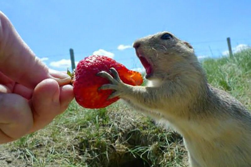 how to pick ripe berries