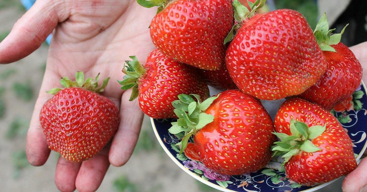 how-to-prepare-strawberries-for-the-winter-without-cooking-cook-it