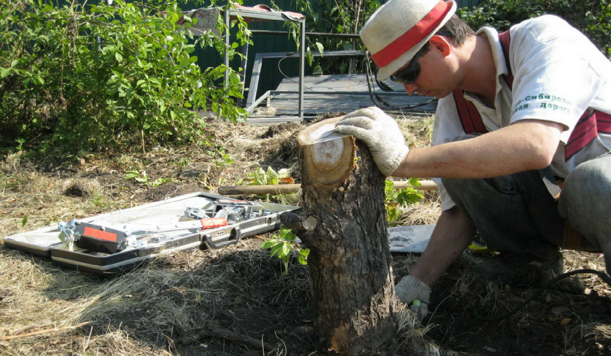 How To Remove a Tree Stump Cook It