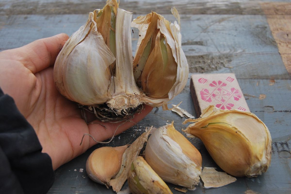 How To Store Garlic And Avoid Spoilage Once And For All Cook It