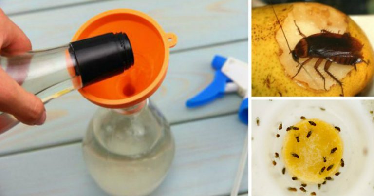 how-to-get-rid-of-kitchen-insects-cook-it