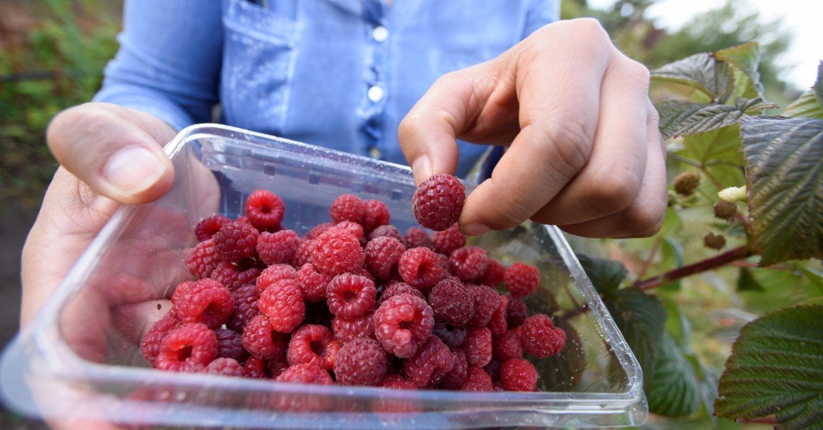 kosher raspberries