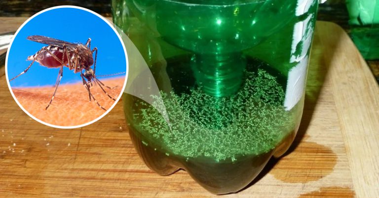 Mosquito Trap: A Super Useful DIY Project – Cook It