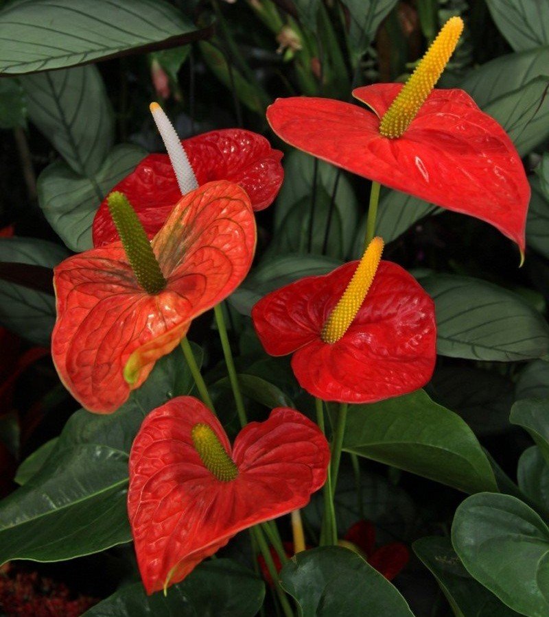 flamingo lily brown leaves