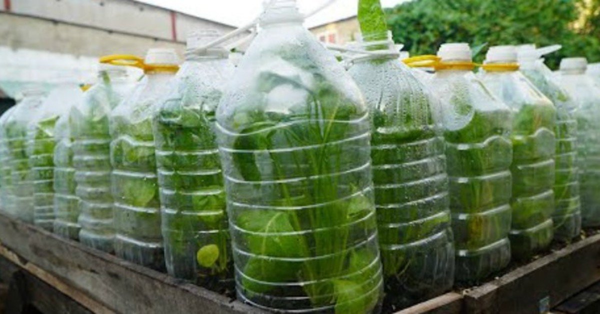plastic bottle greenhouse