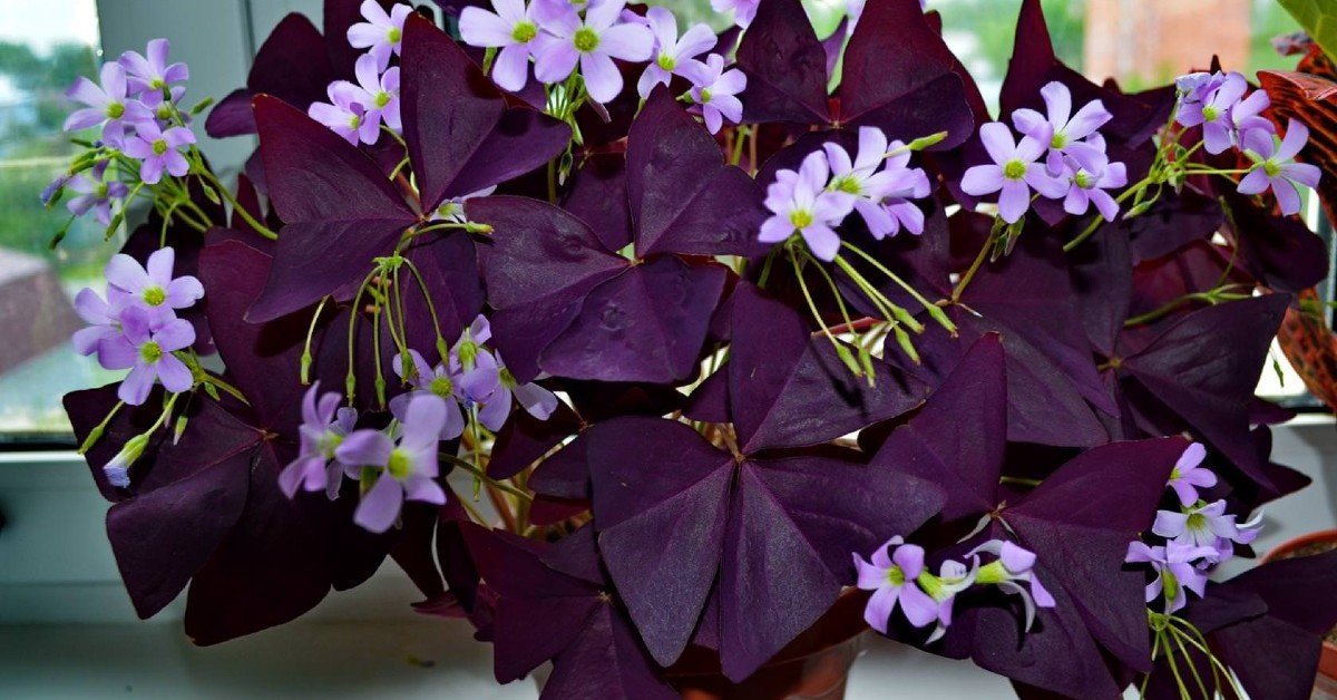 Why Grow Purple Shamrock Indoors: 5 Reasons – Cook It