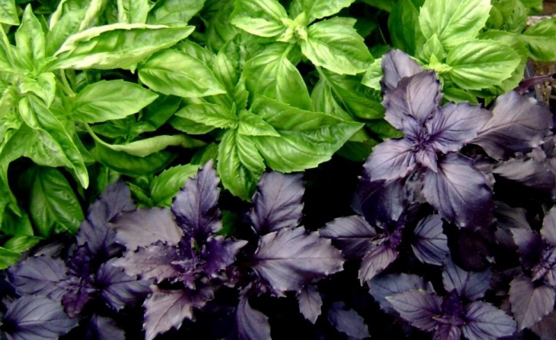 Purple vs. Green Basil Which to Choose Cook It