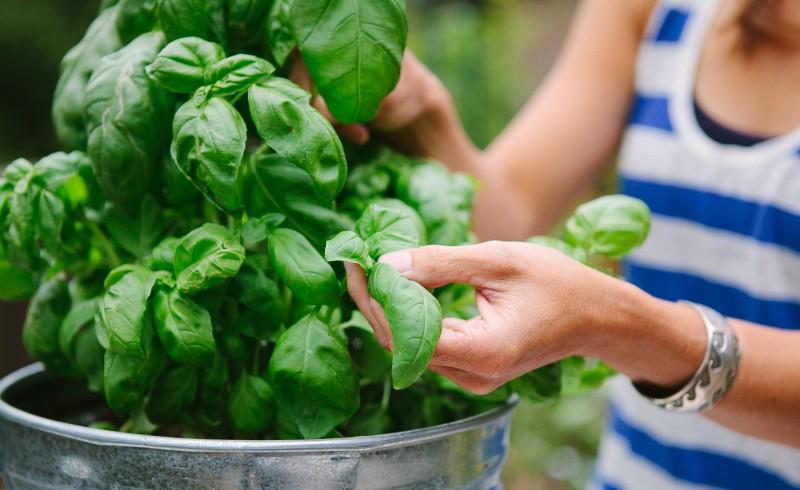 green basil